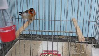 Goldfinch Major x Bullfinch hybrid cross [upl. by Atnahc737]