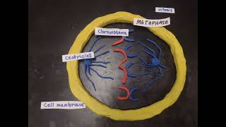 mitosis stopmotion animation [upl. by Eb]