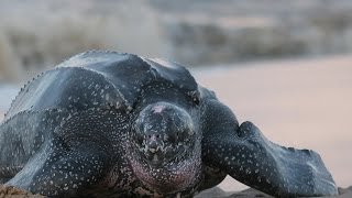 Amazing Facts About Leatherback Sea Turtles [upl. by Joachim]