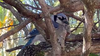 Relaxing birds chirping Royalty Free [upl. by Ellard]