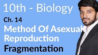 10th Class Biology Chapter 5  Fragmentation  Class 10 Biology Chapter 14 [upl. by Einama]