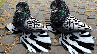 7 pairs of pigeons are made These are very beautiful pairs  All pigeon birds [upl. by Nauquf]