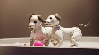 aibo  Sony’s Robot Companion Puppy [upl. by Won]