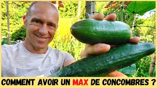 CONCOMBRES AU POTAGER  Taille tuteurage variétés [upl. by Tiebold]