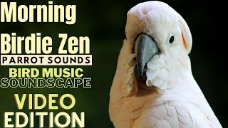 Morning Birdie Zen Happy Parrot Soundscape  HD Parrot TV VIDEO EDITION  3 Hours  Bird Room TV [upl. by Ayocat]