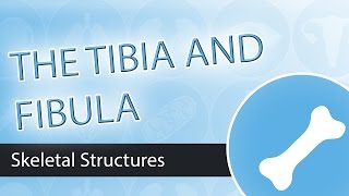 Skeletal Structures Tibia and Fibula [upl. by Noelc]