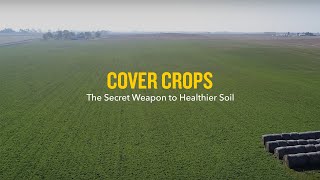 Cover Crops The Secret Weapon to Healthier Soil [upl. by Raynah]