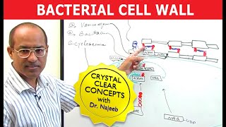 Bacterial Cell Wall [upl. by Now877]