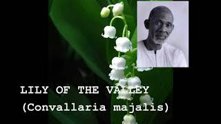 Dr Sebi Using Lily Of The Valley For HEART DISEASE [upl. by Llyrpa]