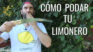 CÓMO PODAR UN LIMONERO todo lo que necesitas saber para hacerlo BIEN  en20metros [upl. by Derrej]