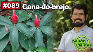 Saúde Pelas Plantas  Cana do Brejo diabetes cistite obesidade hipertensão [upl. by Him]