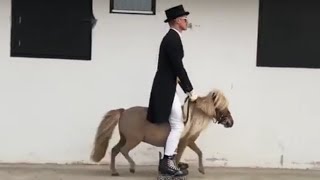 Equestrian on Rollerblades Rides Miniature Horse  1032943 [upl. by Aden]