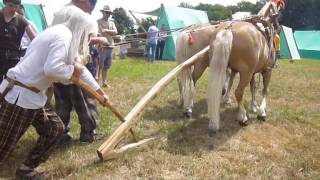 Archéologie expérimentale gauloise  araire attelée PORTES DE LHISTOIRE [upl. by Quartas]