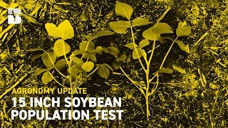 15 inch Soybean Population Test I Becks Agronomy Update [upl. by Newel]