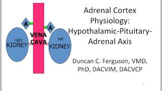 Adrenal Cortex Hypothalamic Pituitary Adrenal Axis [upl. by Nemad]