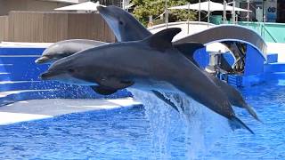 Dolphin Adventures Full Show  SeaWorld San Diego  June 16 2024 [upl. by Yecrad]