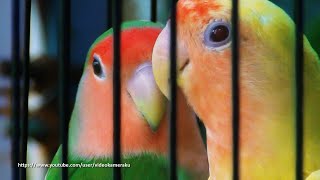 Peach Faced Lovebird Sounds 4 Hours  Wild Green amp Lutino [upl. by Monafo]