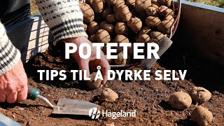 Poteter  tips til å dyrke selv [upl. by Armstrong]