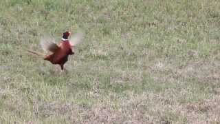 Tokujący Bażant  Pheasant [upl. by Eiduj]