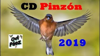 CD Pinzon Cantando 2019 [upl. by Ttenna]