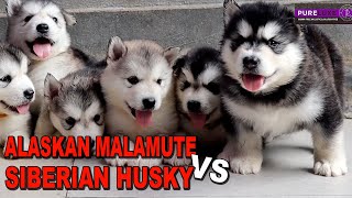 ANJING ALASKAN MALAMUTE VS SIBERIAN HUSKY [upl. by Anny72]