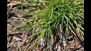 Weed Control For Planter Beds  Pre amp Postemergent Herbicides [upl. by Spevek]