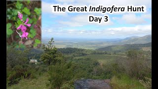 The Great Indigofera Hunt  Day 3 [upl. by Nyleimaj]