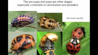 Lady Beetles as Predators of Sugarcane Aphid [upl. by Lehcar]