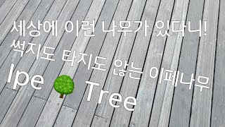 천연목재계의 최강자 강도가 가장 강한 이페 나무 IPE TREE 이페 데크재 Brazilian walnut Lapacho Handroanthus spp 이페목 [upl. by Mauro]