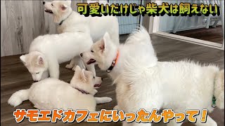 子犬がいるサモエドカフェに行ってきました 柴犬ライフ 柴犬 サモエド子犬 卵かけご飯 shorts [upl. by Gerson]