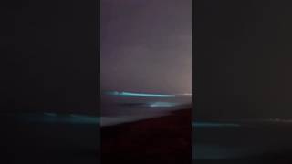 Bioluminescence in ECR beach music song bluebeach reethikaraghuraman bioluminescence [upl. by Siusan324]