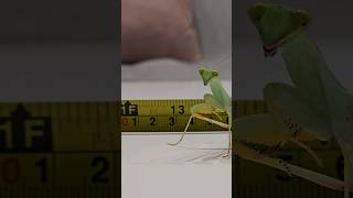 Sphodromantis Lineola grow up linienie modliszki [upl. by Elleined520]