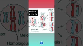 Cell Division  Meiosis I and II [upl. by Accebor]