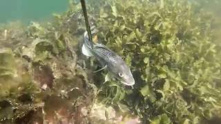 Spearfishing in Norway Oslofjorden pt 1 [upl. by Nnylodnewg]