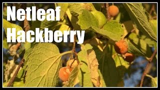 Netleaf Hackberry Celtis reticulata Harvesting Fruit  Ninja Gardening  Episode 60 [upl. by Ranjiv]