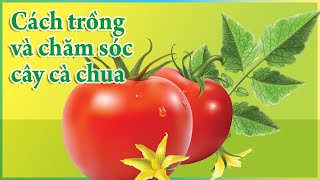 Chia sẻ cách trồng và chăm sóc cây cà chua [upl. by Erimahs]