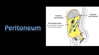 PeritoneumA new file Prof Dr Md Ashfaqur Rahman [upl. by Mirilla873]