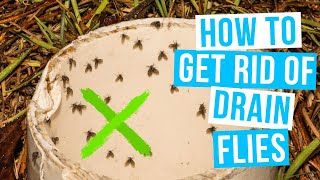 How to GET RID OF DRAIN FLIES  in house and bathroom [upl. by Niltiac]