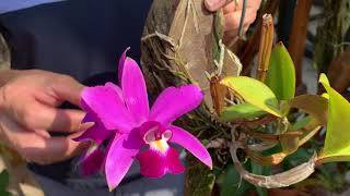 How I care for my Cattleya violacea [upl. by Ignaz682]