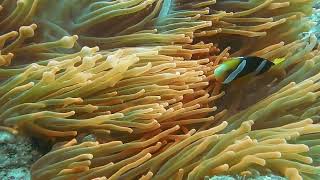 Amazing Coral Reef  Nature Documentary [upl. by Therron]