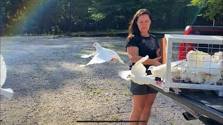 White racing pigeon training New Racing Pigeons and Birmingham Roller Pigeons [upl. by Heigl]