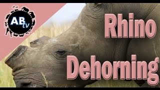 Rhino Dehorning Shannon Wild  AnimalBytesTV [upl. by Aborn]