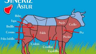 Partes de una Vaca [upl. by Ronnica]