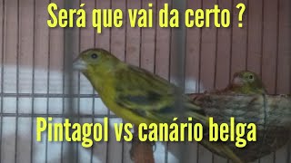 Canário belga com pintagol deu certovamos ter filhotes  🐣🐣 [upl. by Ardie]