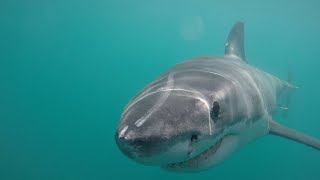 Shark Cage Diving and Viewing in South Africa [upl. by Ruelu952]