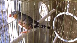 Bird sings beautifully  zebra finch [upl. by Stafford]