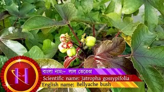 Red bon venna tree  Jatropha gossypifolia  bellyache bush  black physicnut [upl. by Thacker220]