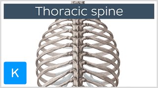 Thoracic Spine  Definition amp Components  Human Anatomy  Kenhub [upl. by Lemon]