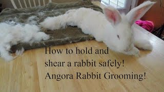 How to shear an angora rabbit How to use a high power blower How to hold a rabbit for shearing [upl. by Nylirehs]