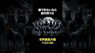 世界最強犬種4位〜5位。 動物 犬 いぬ shorts [upl. by Bernat]